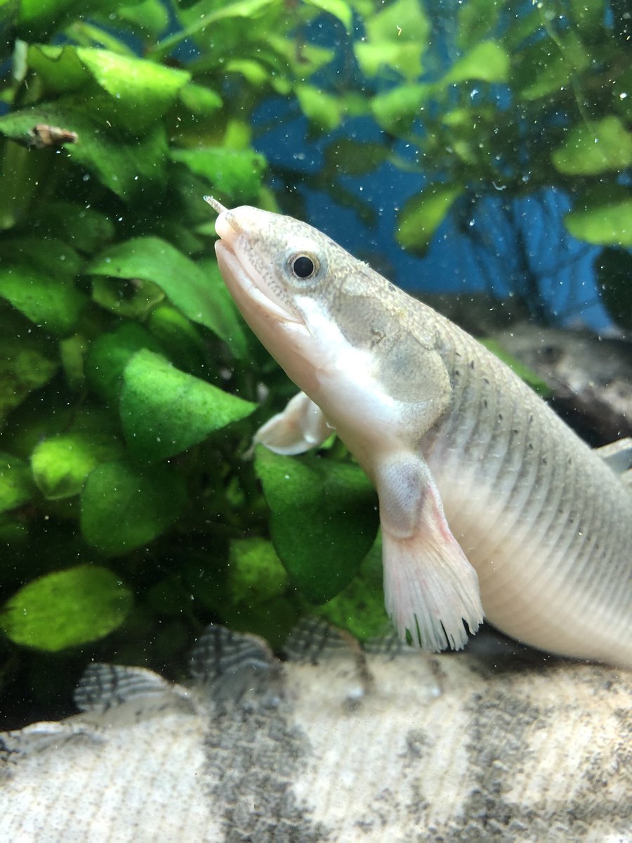 ポリプテルス セネガルスの飼育方法を徹底解説 おすすめの餌 混泳 繁殖も 日淡といっしょ