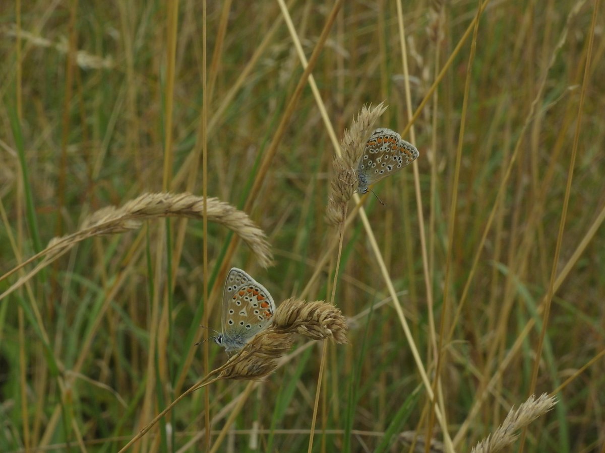 RSetchfield's tweet photo. Just submitted 679 (of the more common) butterfly observations across 17 Big Butterfly Counts, from two local wildlife-friendly farms @savebutterflies @croxtonpark @HassounehOmer @NFFNUK https://t.co/rxFxIKozeZ