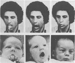 Some argue humans are 'homo imitans', with inherited brain systems to translate the actions of others into behaviours we can perform.