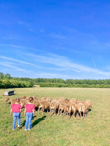 What Feather Down is all about, teaching the little ones about the working farm life! #Farm24