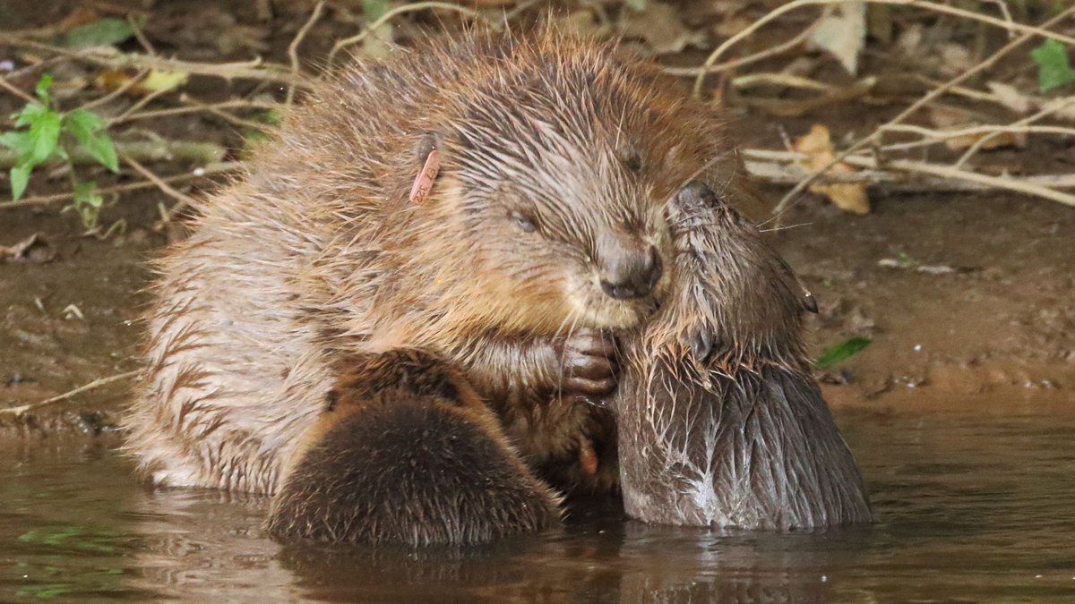 Beaverscrews tweet media