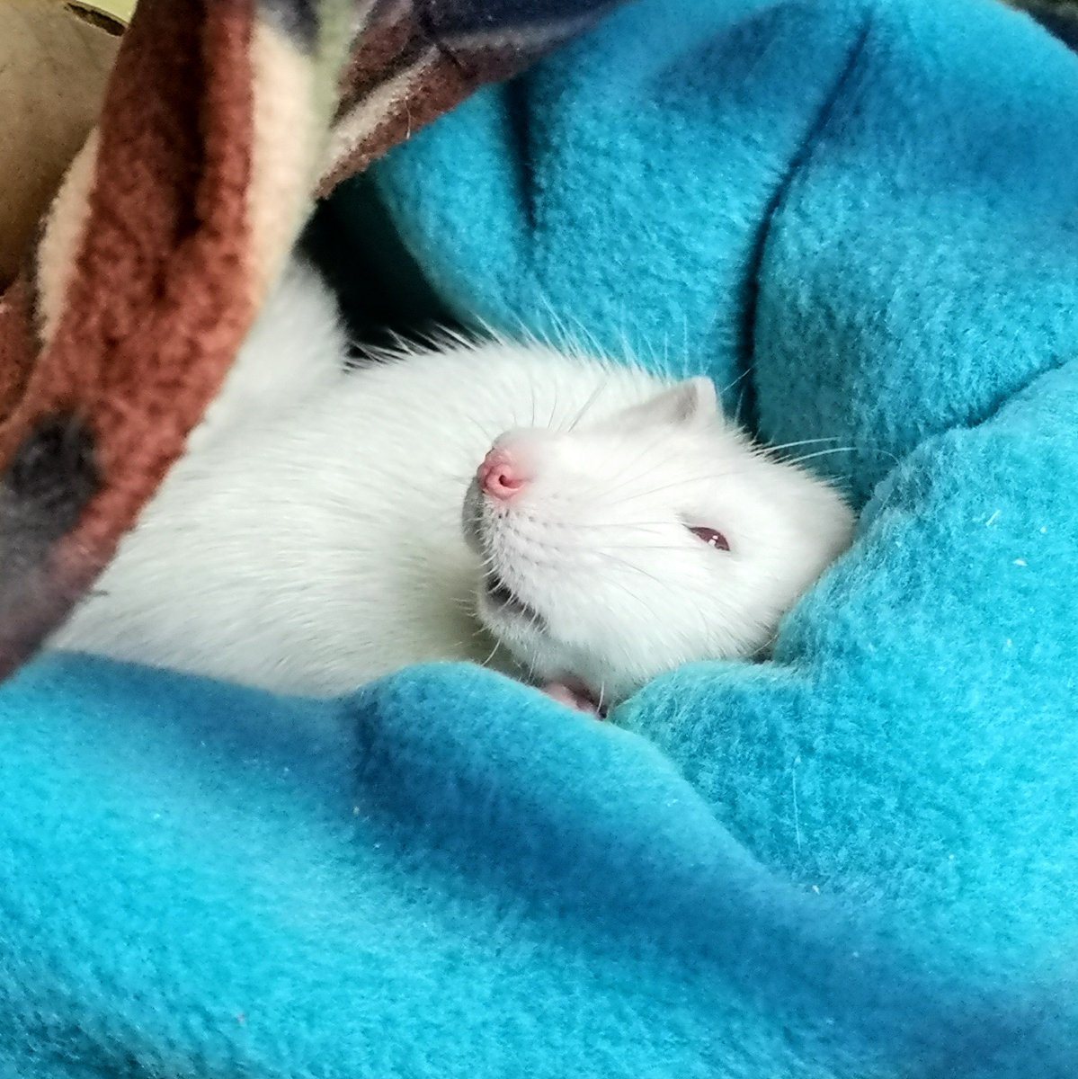 MotherToRats's tweet photo. Face of an Angel ๐
#ratsoftwitter #twitterrat #petrat #rat #twitterpets #petsoftwitter https://t.co/jY3lo4L62v