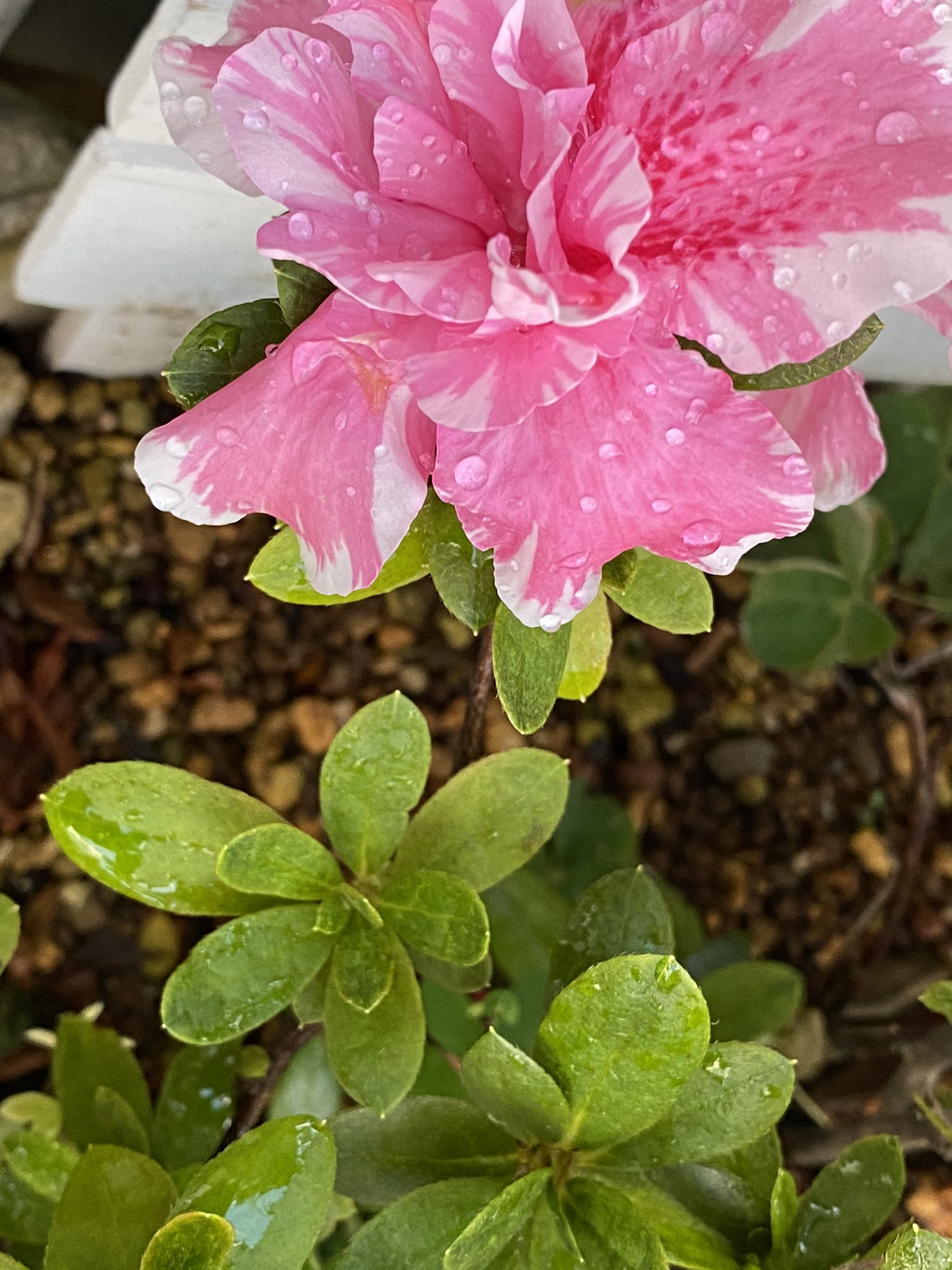 魔法使いサリー マダガスカルジャスミン 鉢植え お花もう終わりかと思っていたら蕾が 嬉しい水不足で瀕死のアザレア 花びらの先かれかけのため半分撮影 たっぷり水やり 平和 花好き ﾏﾀﾞｶﾞｽｶﾙｼﾞｬｽﾐﾝ 猛暑お見舞い申し上げます お疲れ様