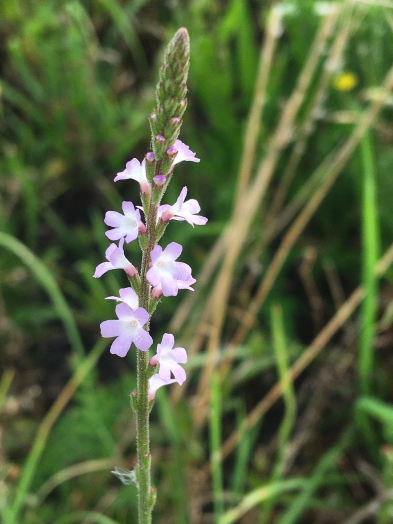 the_brightening_grey (@littlebigspoon) on Twitter photo 