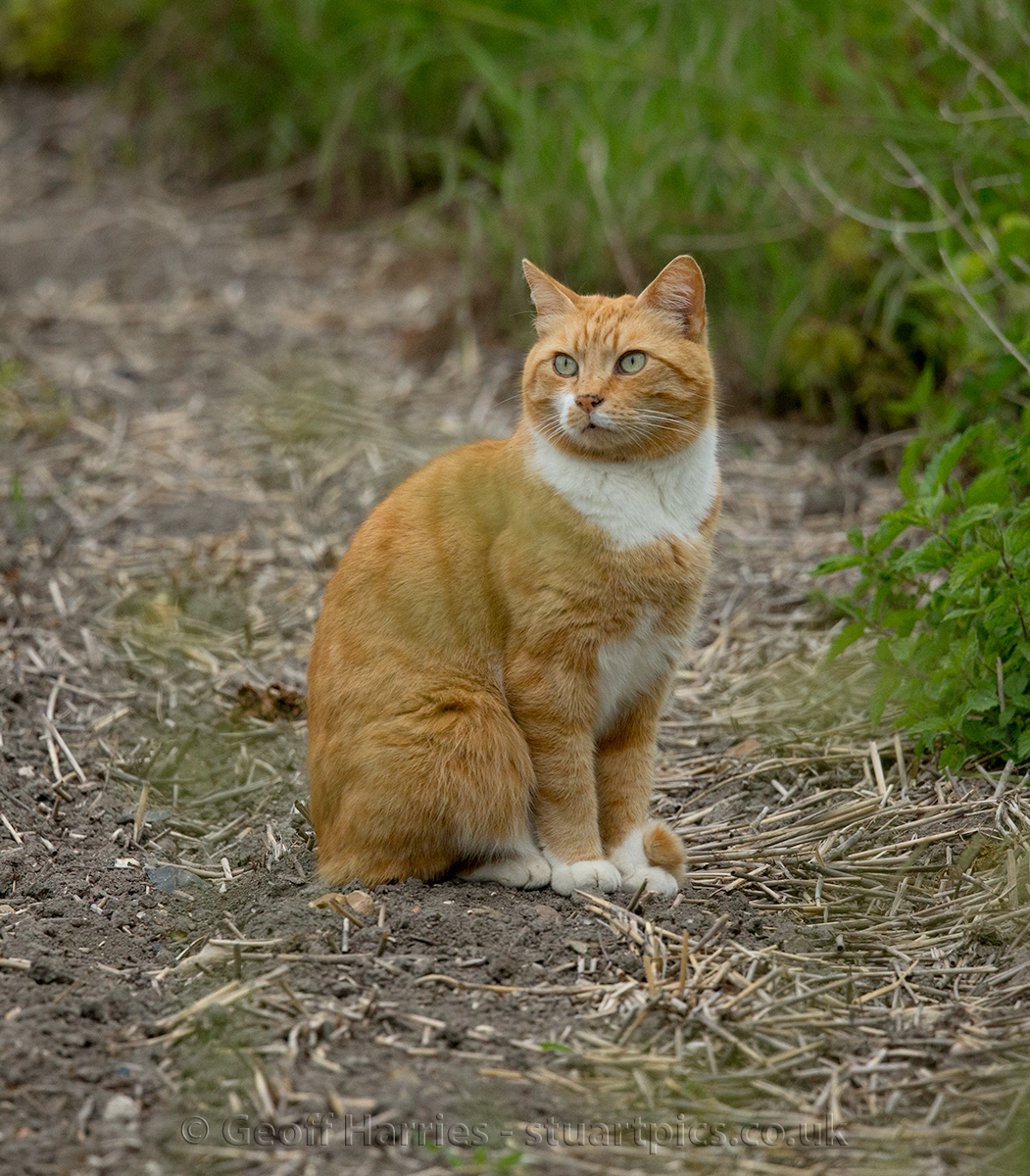 Ginger tom Chesney out hunting in the fields. #cats #photography #catlovers He likes to go for walks with me, I think he thinks he is a dog !!