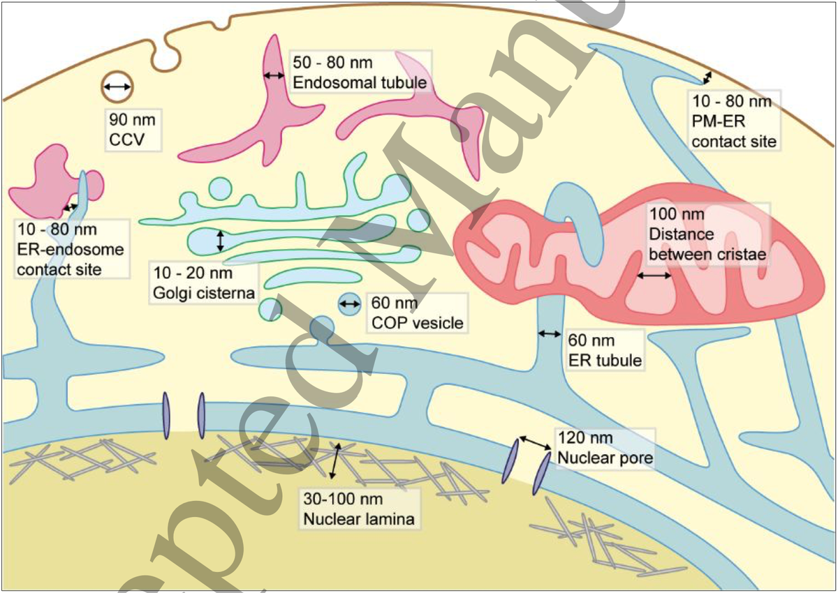 Vicidomini Lab (@vicidominilab) on Twitter photo Are you interested in resolving cellular processes beyond the diffraction limit? Do not miss this amazing review on live-cell #STED #microscopy by <a href="/Fran_Bottanelli/">Francesca Bottanelli</a> and <a href="/A_STEDhammer/">Alexander Stockhammer</a> in our special issue <a href="/JPhysD/">Journal of Physics D</a> <a href="/IOPPublishing/">IOP Publishing</a> <a href="/AgEggeling/">Eggeling Lab</a> #superresolution
doi.org/10.1088/1361-6⦠Are you interested in resolving cellular processes beyond the diffraction limit? Do not miss this amazing review on live-cell #STED #microscopy by <a href="/Fran_Bottanelli/">Francesca Bottanelli</a> and <a href="/A_STEDhammer/">Alexander Stockhammer</a> in our special issue <a href="/JPhysD/">Journal of Physics D</a> <a href="/IOPPublishing/">IOP Publishing</a> <a href="/AgEggeling/">Eggeling Lab</a> #superresolution
doi.org/10.1088/1361-6ā¦