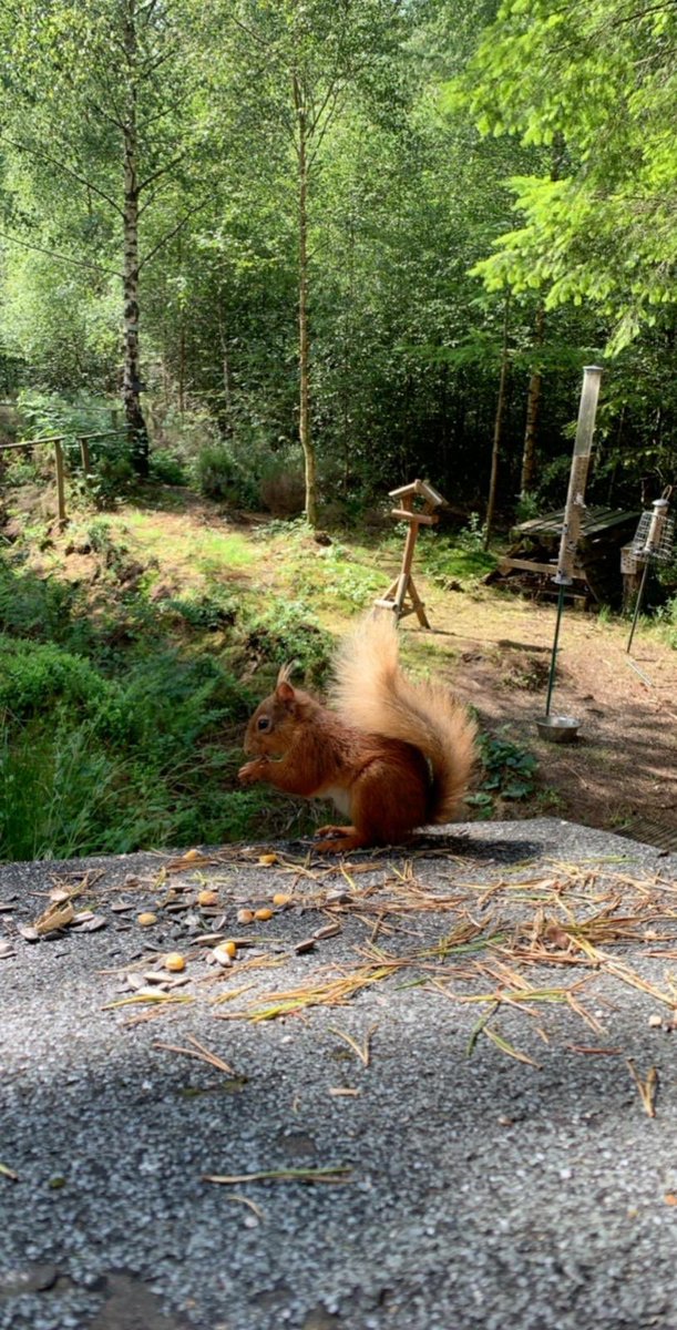 DrJosefG's tweet photo. SQUIRREL! https://t.co/yGoAxtaxJR