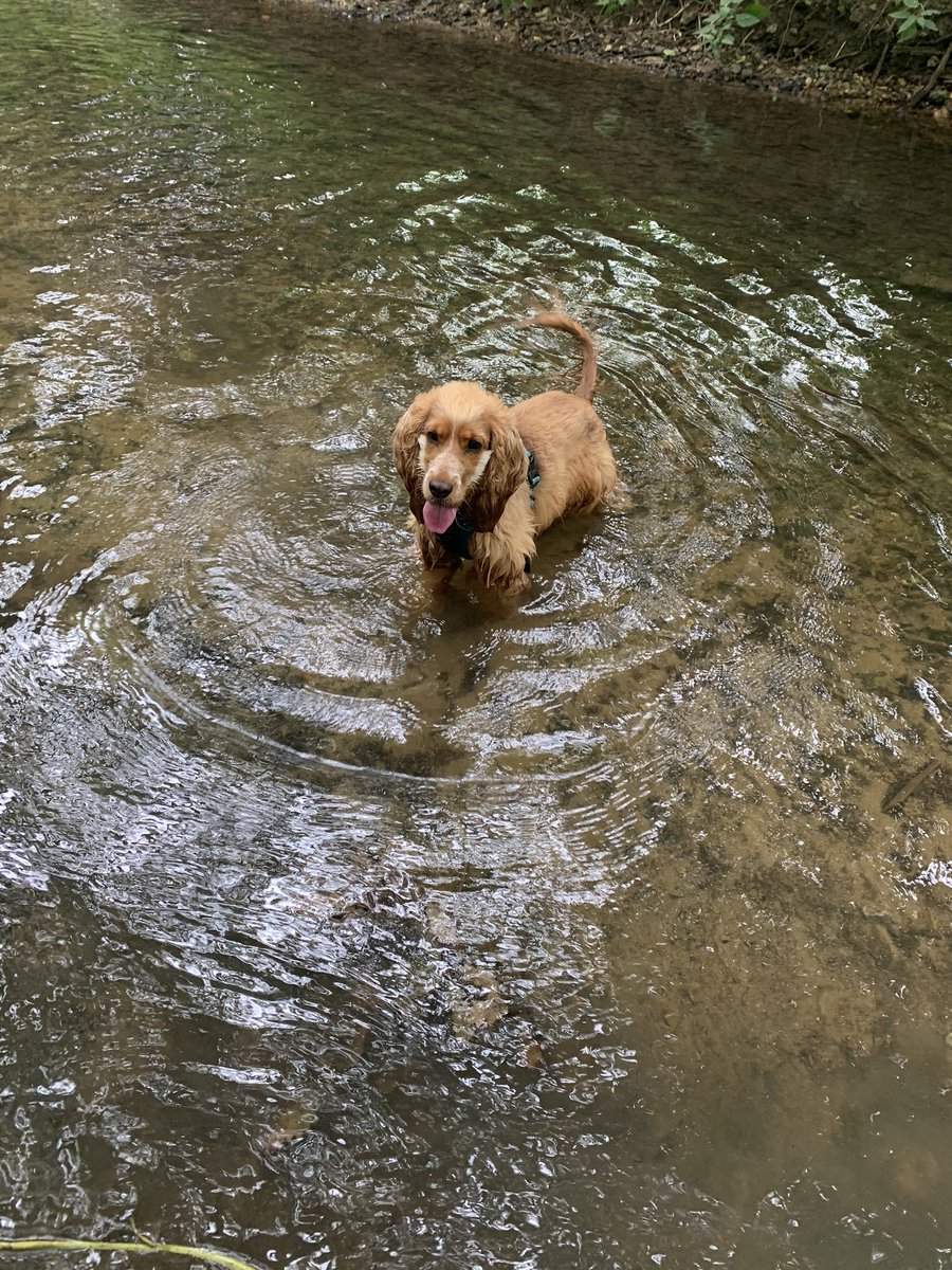 janekent80's tweet photo. A morning stroll and paddle for the #miniAHPs and dog for #AHPsActive @WeAHPs https://t.co/oWDXFokk9D