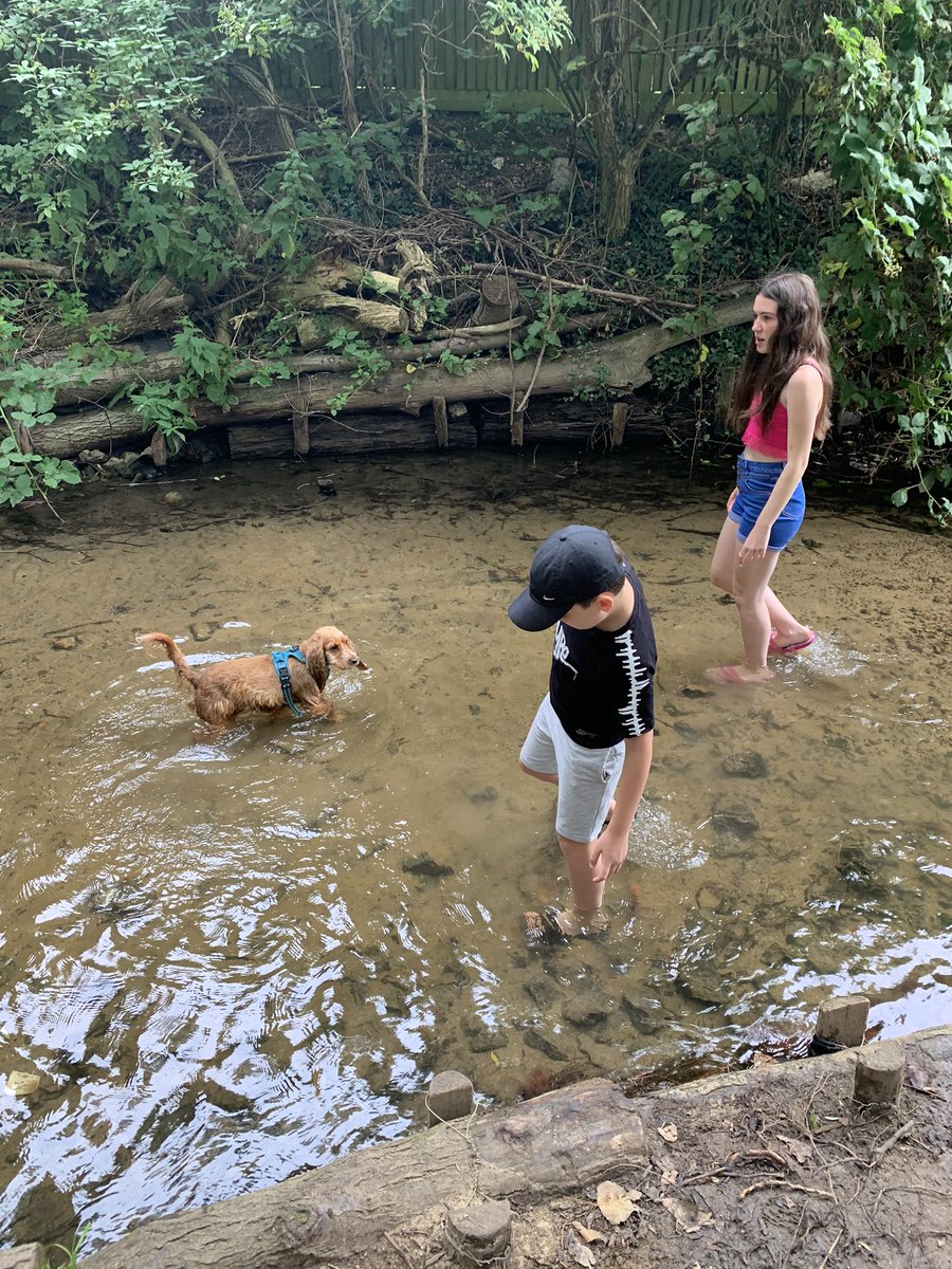 janekent80's tweet photo. A morning stroll and paddle for the #miniAHPs and dog for #AHPsActive @WeAHPs https://t.co/oWDXFokk9D