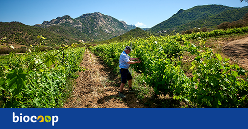 Biocoop's tweet photo. 📍 TERROIR &amp; TERRITOIRE 🗺
(Re)découverte des produits bio en #Corse, à l'ombre des citronniers, le long des vignes ou encore à travers les ruches.. 🍋🍇🐝
Un reportage parfait pour les #vacances, issu de notre dernier magazine #Culturebio ➡️ https://t.co/cEqqdNhPlm https://t.co/UYmXq8ZtBI