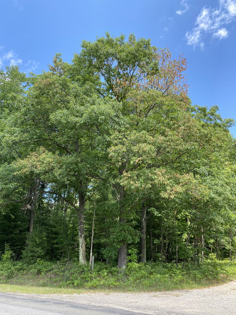 #Oakwilt is widespread in NW #Michigan. Very easy to spot symptomatic trees around at this time of the year if you know the characteristics of #symptoms. Send samples to diagnostic labs fr confirmation, it can be misleading to other disease/disorders.<a href="/MSUDiagnostics/">MSU Plant & Pest Diagnostics</a> <a href="/NPDN/">National Plant Diagnostic Network</a> <a href="/InvSp/">Invasive Species Ctr</a>