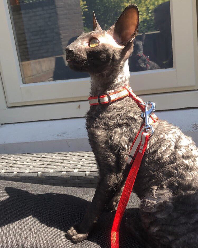 evaxdonatella's tweet photo. @Lithunium_Snow This is my curly baby. Best part is; they don’t shed and normally I’m very allergic to cats and with her it’s.. well.. not as bad. https://t.co/TA9LVTQuiT