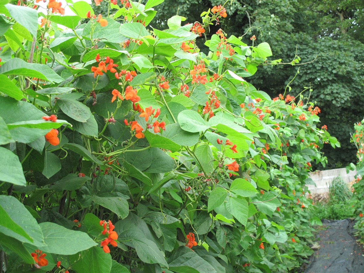 Our delicious and popular Roasts are served every Sunday Lunchtime
Enjoy our very own homegrown runner beans this Sunday!
Please book in advance - call 01566 86324