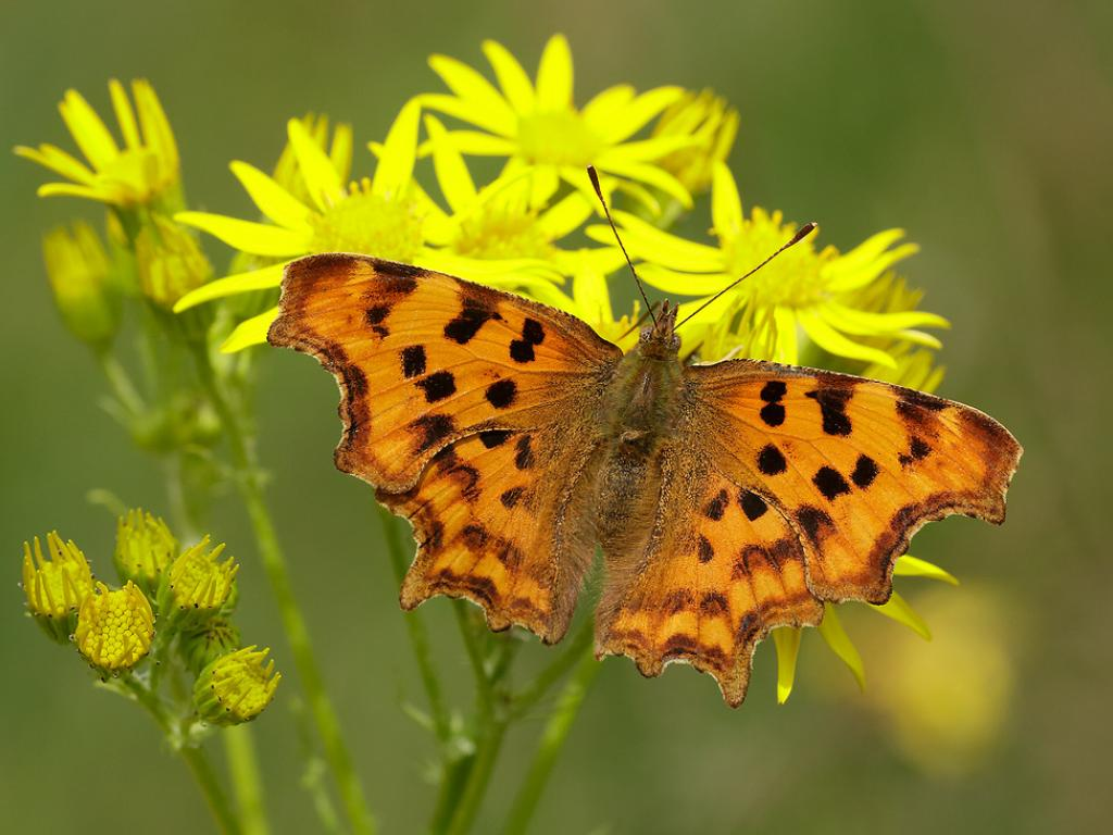 They eat nettles as kids, they overwinter as butterflies - it's the NYMPHALIDAE. 6. Small tortoiseshell 7. Peacock 8. Comma 9. Red admiral 10. Painted Lady [if you don't know about their migration, look it up - mind boggling!]  @_BTO  @DrJudyStone
