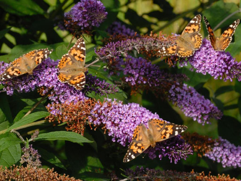 They eat nettles as kids, they overwinter as butterflies - it's the NYMPHALIDAE. 6. Small tortoiseshell 7. Peacock 8. Comma 9. Red admiral 10. Painted Lady [if you don't know about their migration, look it up - mind boggling!]  @_BTO  @DrJudyStone