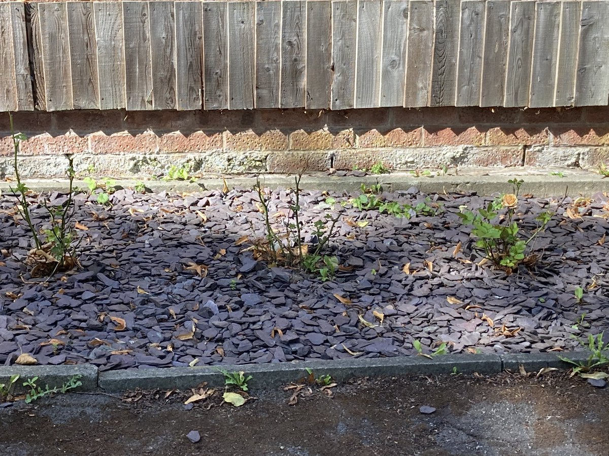 lauravaladezmtz's tweet photo. My roses #plantfail https://t.co/8WsCBJj3aC