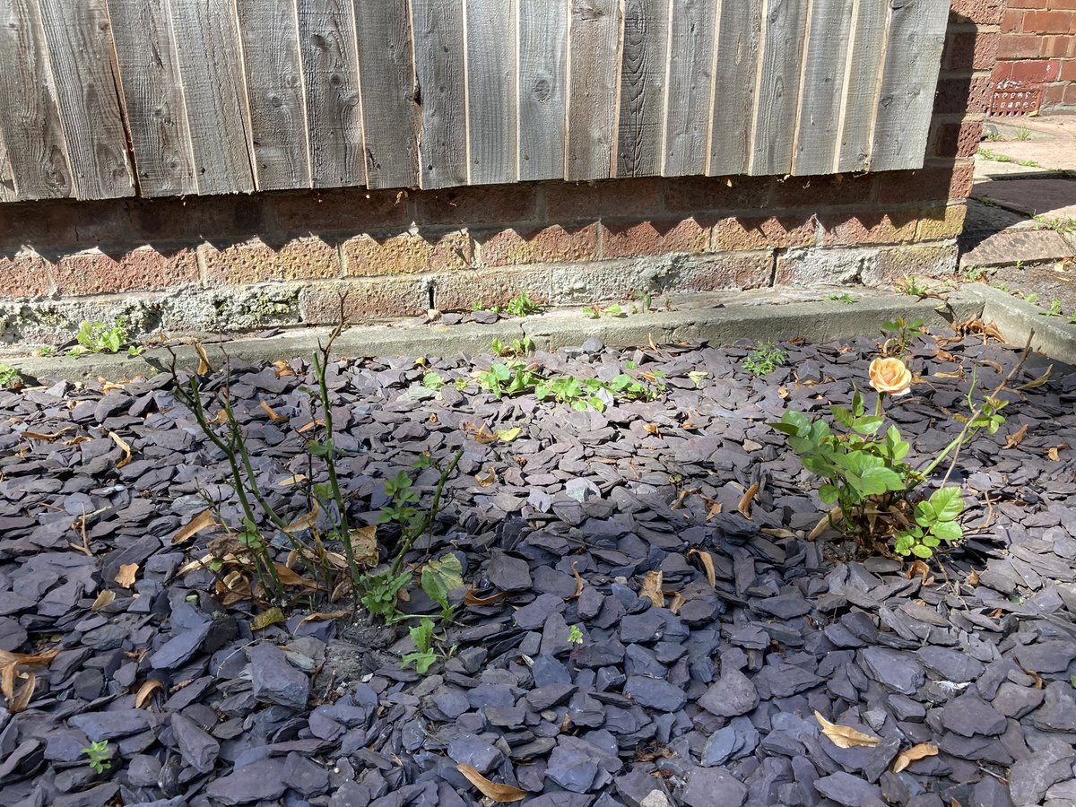 lauravaladezmtz's tweet photo. My roses #plantfail https://t.co/8WsCBJj3aC