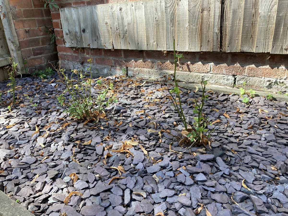 lauravaladezmtz's tweet photo. My roses #plantfail https://t.co/8WsCBJj3aC