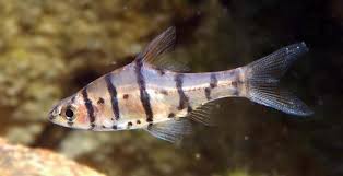 Eight-Banded Barb. This peaceful schooling species is great for a #NanoTank. Originally from a lake in western Thailand. But no longer can be found there. 

#AquariumTalks #fish #pets #fishtank #petfish #fishkeeping