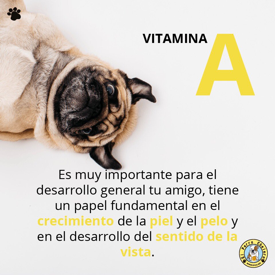 PerroCheleroMX's tweet photo. Te compartimos las vitaminas que aportan las croquetas BioFeed. https://t.co/rRBy9JMMi9