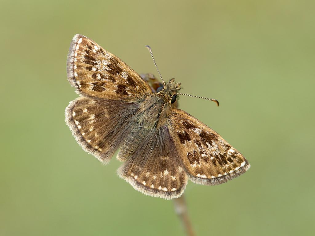 Here come the skippers or the HESPERIIDAE if you want to impress... 11. Dingy 12. Essex 13. Large 14. Small 15. Grizzled. These are easy wins to protect but also super sensitive to mismanagement... think coal mine canary of the verge... we'll come on to that...  @LissaKEvans