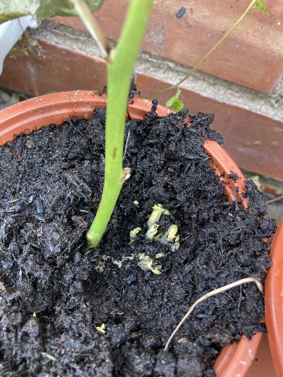 lauravaladezmtz's tweet photo. I wanted to follow those “re-grow your rose cuttings using a potato” tutorials. Ended up with beautiful potato plants #plantfail https://t.co/u5G0jF5OzT