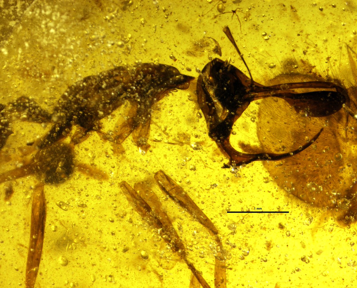 Haidomyrmex's tweet photo. Haidomyrmecine “hell ants” are a group of species known only from Cretaceous amber in Canada, France, and Myanmar. They are unlike any modern ants, have enigmatic (less so now!) jaws and horns on their head. https://t.co/tPqF282zeW