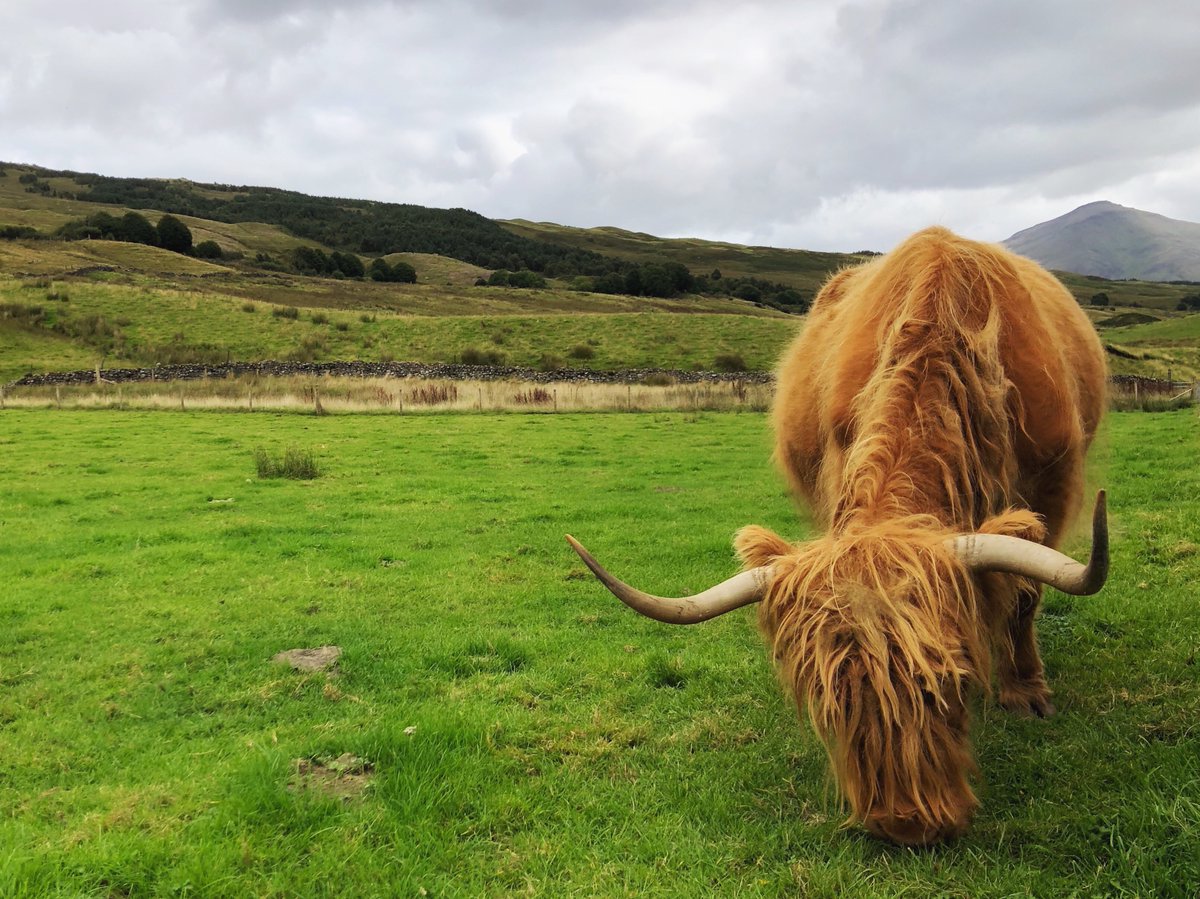 Did you know over 60% of UK #farm land can only produce grass to graze #livestock - it’s too rocky, hilly, infertile, wet or dry to grow other crops. It’s so lucky that #cattle can convert human-inedible grass into high-quality #protein - the epitome of #sustainable food. #Farm24