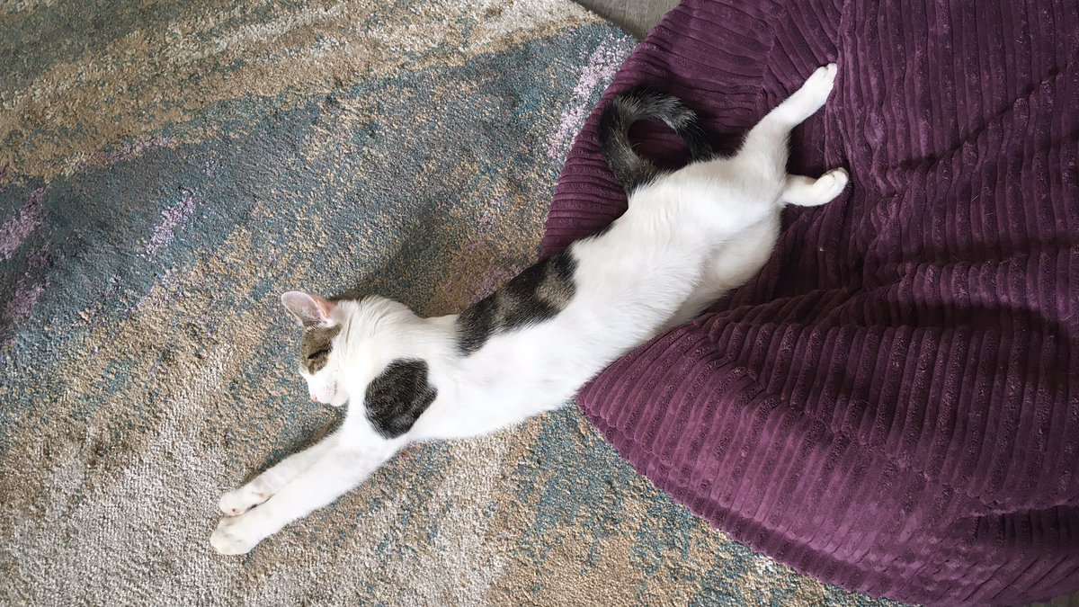 Mathematicats's tweet image. Not really sure of the point of the beanbag... 😼😹🐾

#SleepingCats #CatsOfTwitter