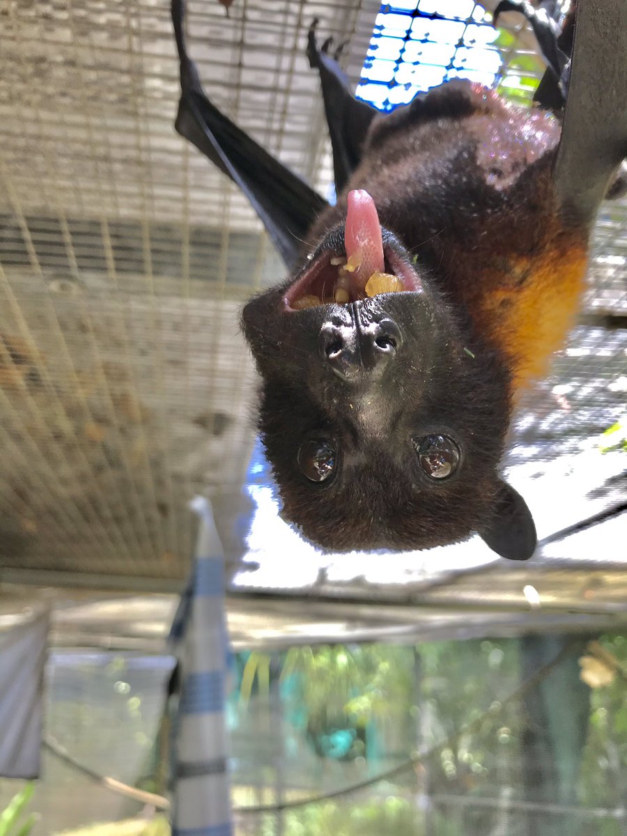 BatConservancy's tweet photo. Hey, whatchya havin for lunch today? Is it cantaloupe? Want to share some, I don’t have enough in my mouth yet 😁🍈🦇💗

#meloncheeks #battongue #flyingfoxes #lunchtime #batsoflubee #nonprofitlife https://t.co/1h0gzzcZw9