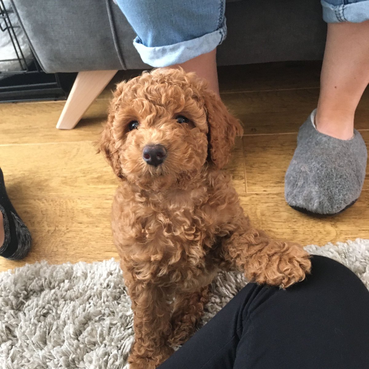 dogscanner_app's tweet photo. Such a #cutie 😍 

Thanks to our user "💚Libby and Pups💚" for this awesome picture 🐶 

Visit our Social Feed for more!

#DogOfTheDay https://t.co/b48emzj7s5