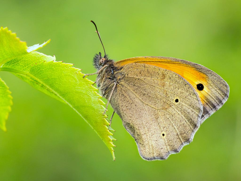 Introducing the SATYRIDAE: 16. Marbled white 17. Small heath 18. Speckled wood 19. Wall brown 20. Meadow brown 21. Gatekeeper 22. Ringlet. We're getting there now ... register almost done ...