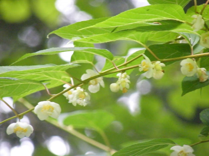 マタタビの花 マタタビの花
