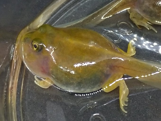 カエルブリード研究所さん の人気ツイート 2 Whotwi グラフィカルtwitter分析