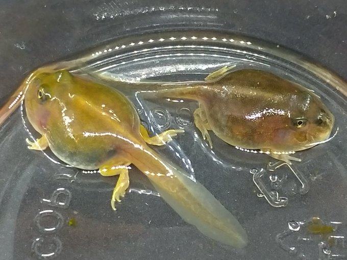 ベルツノガエル オタマジャクシ 上陸