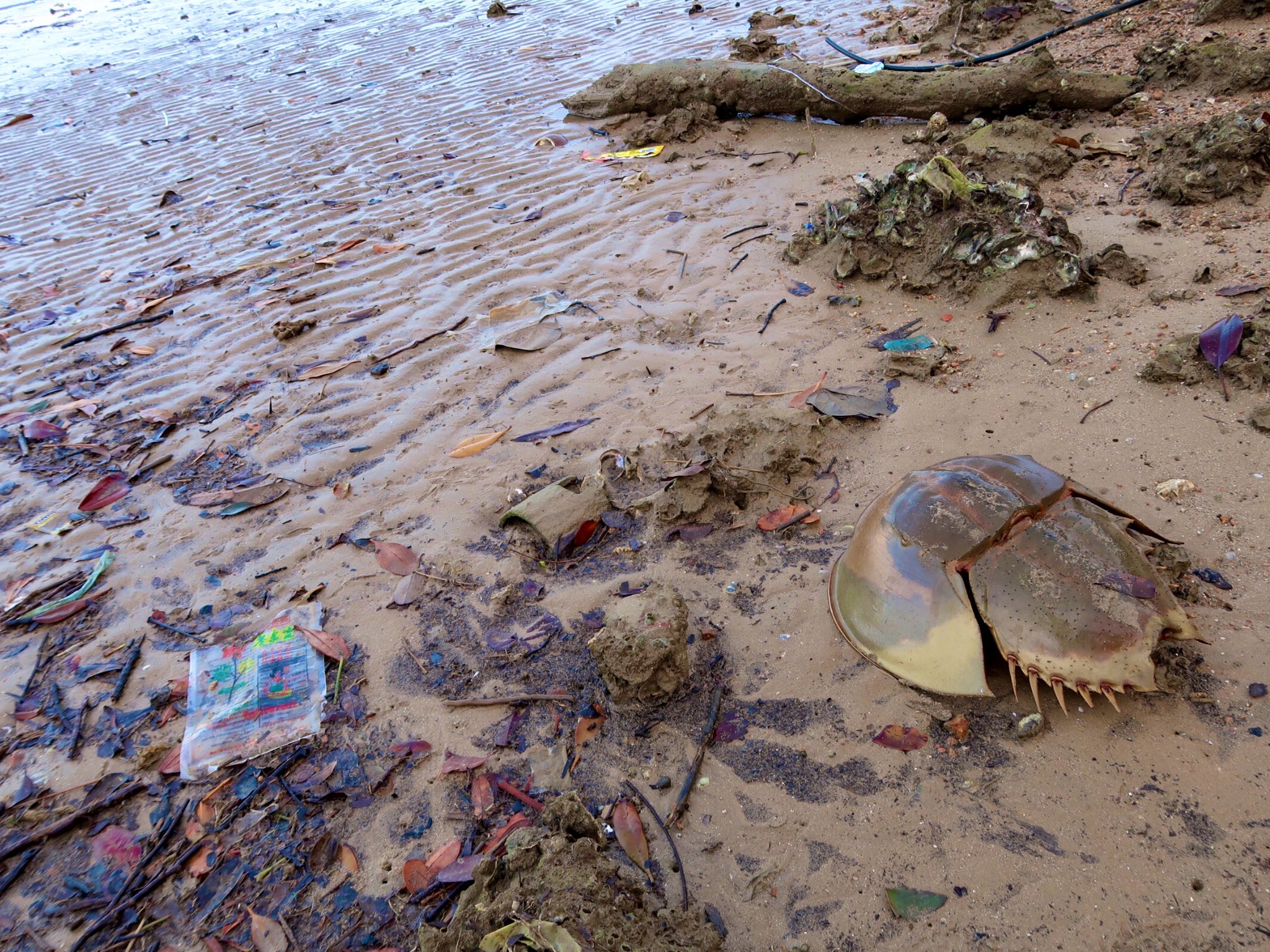 Uzivatel Rie りえ Na Twitteru 砂浜に生きている化石カブトガニが打ち上がってたんだけど 香港の海って普通にカブトガニ泳いでるの 街市や海鮮レストランの生簀にカブトガニがいることあるのは知ってる テレビ番組収録で食べたこともある 地球のものとは