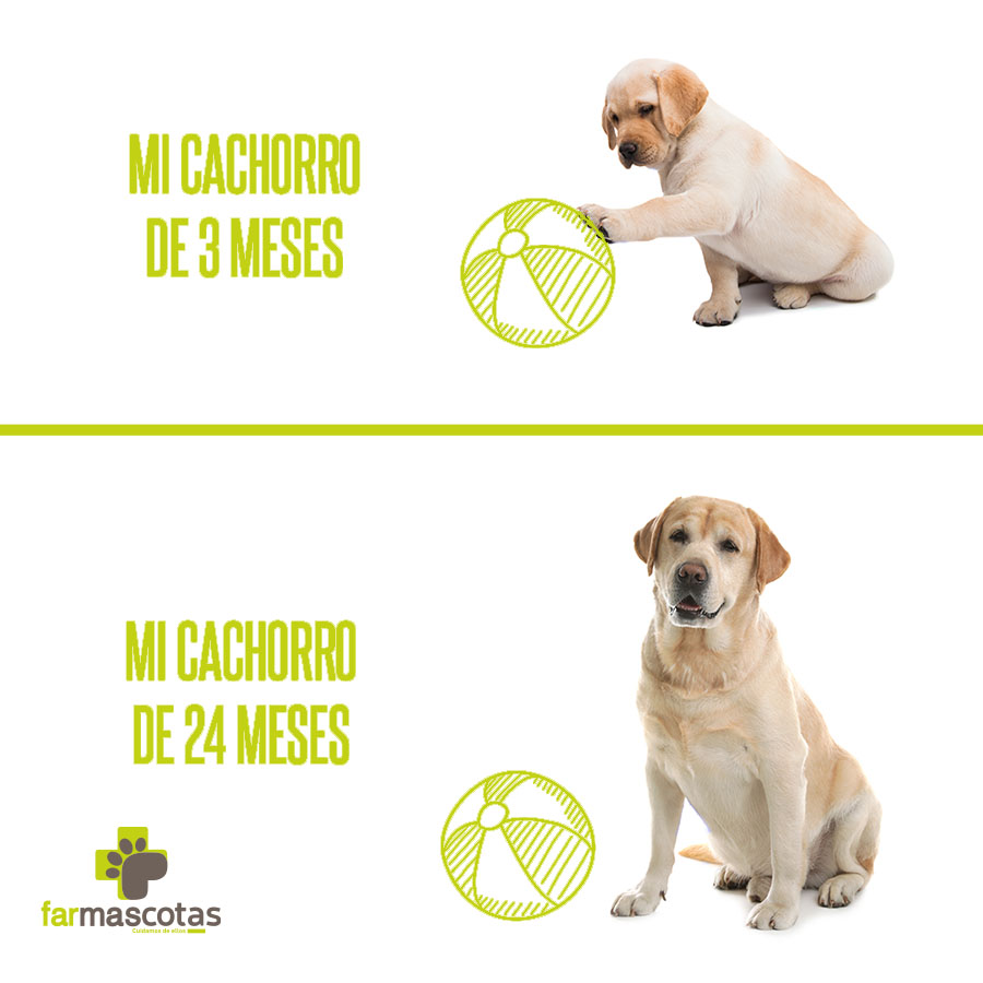BidaFarma's tweet photo. Un día estás cuidando a un cachorro...¡y al día siguiente te cuida él a ti! Su crecimiento depende de la raza y del peso, alcanzando su tamaño definitivo entre los 8 y los 24 meses. Lo importante es que crezca sano, ¿le desparasitas desde cachorro? 

#FarmascotasFelices https://t.co/CAyz5YLWTq