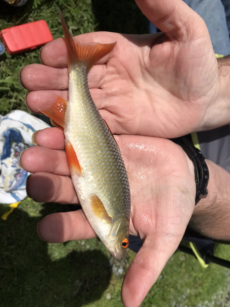 bwlford's tweet photo. Pleased to say we think we’ve sorted our smaller pond, even spotted a carp this morning. I reckon his parents will be a bit bigger! #smallholding #pembrokeshire #carp #fishing #bwlford https://t.co/aOsMJ180GS
