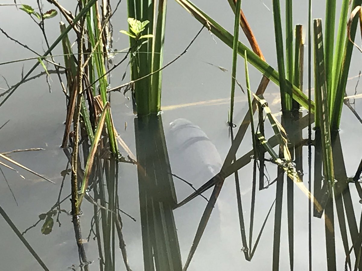 bwlford's tweet photo. Pleased to say we think we’ve sorted our smaller pond, even spotted a carp this morning. I reckon his parents will be a bit bigger! #smallholding #pembrokeshire #carp #fishing #bwlford https://t.co/aOsMJ180GS