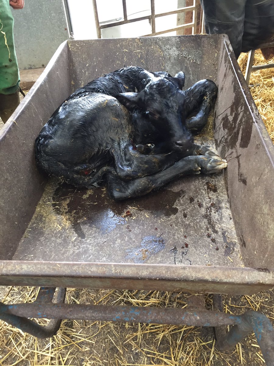BeccaHodg's tweet photo. Quick backwards calving before lunch! 💪🏻Nice Angus calf taxied to his new pen. 

Usually we would leave the beef calves on a bit longer than this, but mum wasn’t interested so quickly scooped him up and moved out of harms way 🐮 
@FarmersGuardian @Morrisons 
#Farm24 https://t.co/vGZ5zKpYSR