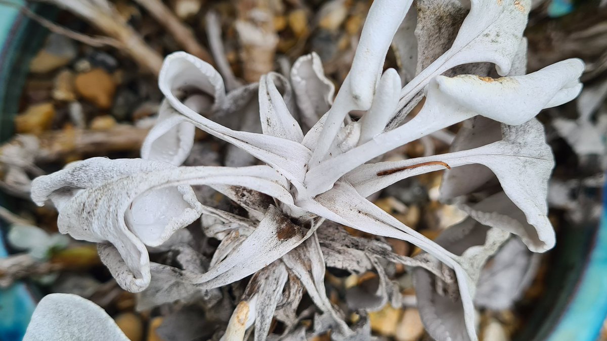 cavershamjj's tweet photo. Senecio angel wings. Yeah right. After that angel has been in a war and then starved. #plantfail https://t.co/1sRgUirIbA