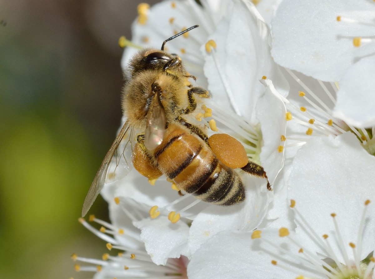 UNAF Apiculture tweet media