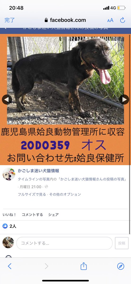 鹿児島県 殺処分 鹿児島県動物愛護センター 鹿児島 里親募集 里親募集中 命の期限 迷い犬 保護犬 迷子犬 譲渡犬 成犬 子犬 犬 捨て犬 捨犬 鹿児島動物愛護センター 里親募集 里親募集中 動物愛護センター 里親急募 里親様募集