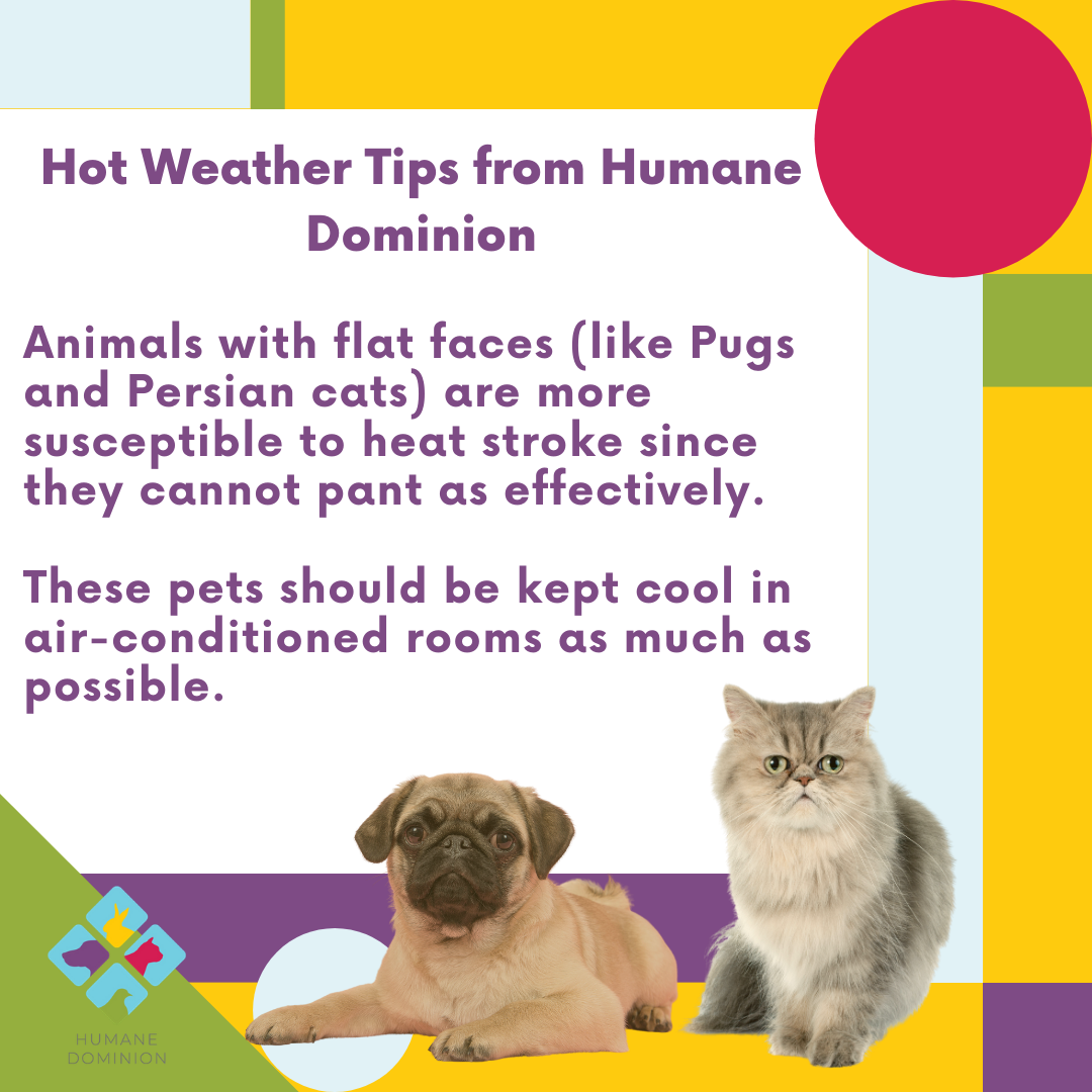 Some pets are more at risk of overheating than others. Does your pet have a flat face? If so, you should make sure your pet is kept as cool as possible through these hot summer months

#summer2020 #animals #animalsafety #virginiawildlife #virginia  #virginiabackyards