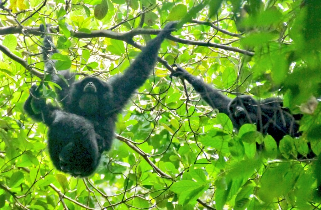 AIAS_dk's tweet photo. Paper by @nathanjharrison, Ross Hill, #AIASFellow @cici_alexander et al on #siamang sleeping trees and sleep-related behaviours. Findings indicate selectivity in the highly arboreal small apes' use of sleeping trees. Want to know more, it's #openaccess via https://t.co/t1JH5H3fcT https://t.co/91nvOmobR7