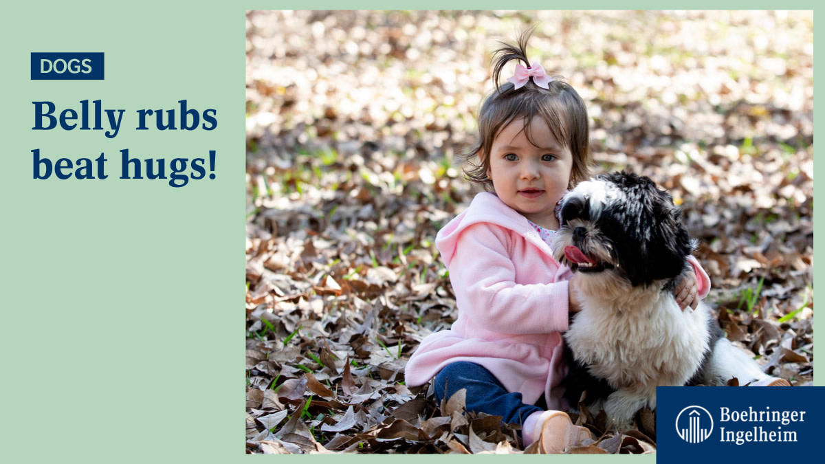 Boehringer's tweet photo. #DYK that #dogs sometimes perceive hugging as constricting🤯🐶? Instead of a big hug, they often prefer being petted in their favorite spot. Learn more here: 👉 https://t.co/emTtb5Sst7 #DogsOfTwitter https://t.co/yasDylndr2