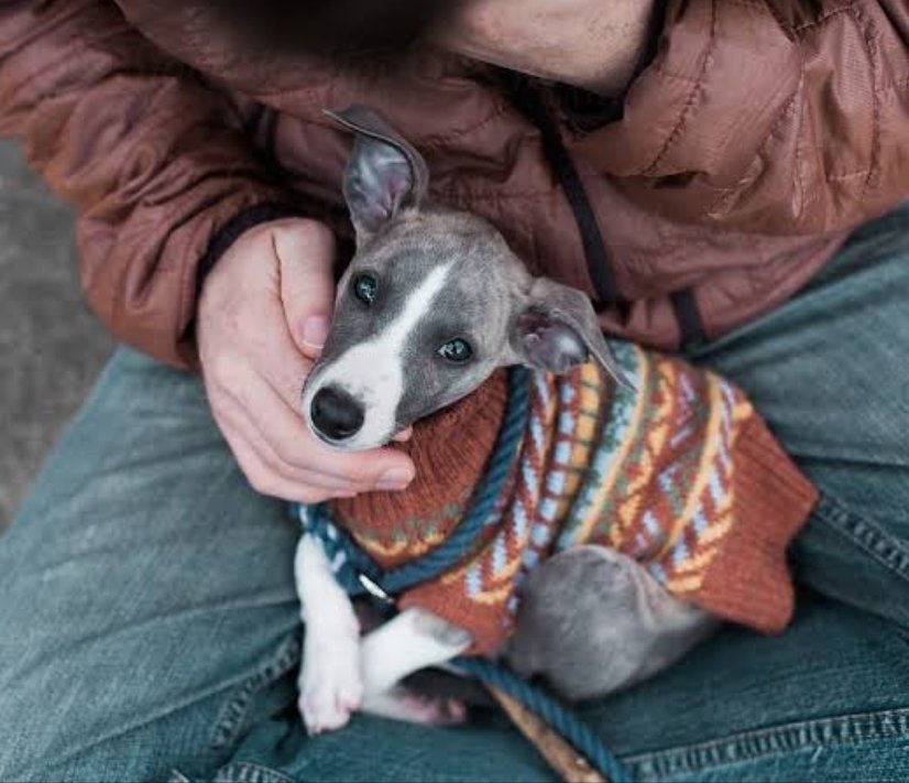 Happy Birthday Katie McGrath! Here's a whippet puppy wearing a jumper 