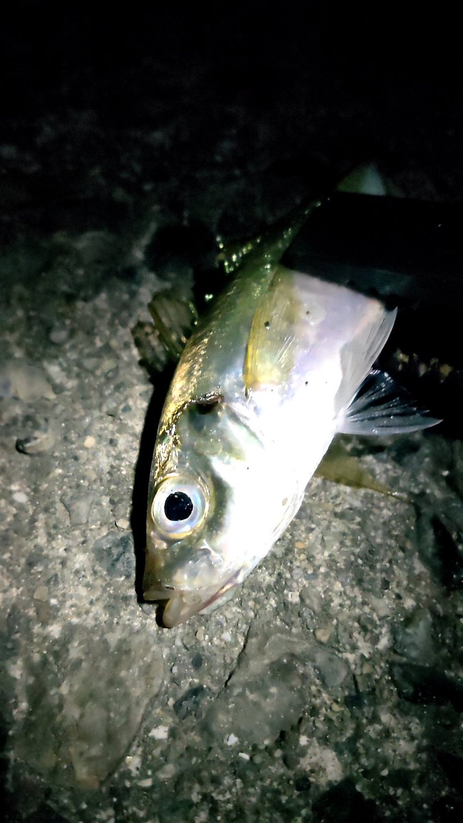 釣りメンぱぱ 日時 年8月5日 23 24時 場所 師崎港 魚種 アジ2 メバル サイズ 12 13cm 5cm ルアー ピピン1 8inch チョップ35mm クロダイは飽きたと言われたのでアジングです 残念ながらアジは2匹だけ アジング メバリング 師崎港 知多 釣りメンぱぱ 日時 年8月5日 23 24時 場所 師崎港 魚種 アジ2 メバル サイズ 12 13cm 5cm ルアー ピピン1 8inch チョップ35mm クロダイは飽きたと言われたのでアジングです 残念ながらアジは2匹だけ アジング メバリング 師崎港 知多