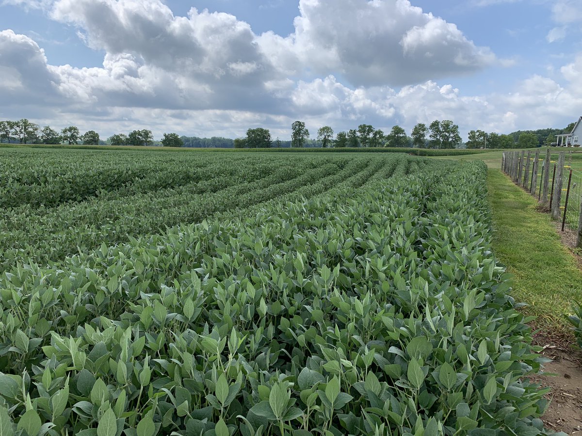 #soilcompaction is no joke. That long pass of short #soybeans is the path the trucks took 2 years ago hauling dirt to build the house.