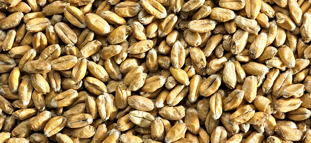 Simpsons Malt Ltd. tweet media